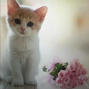 Meet your Posher, Vero